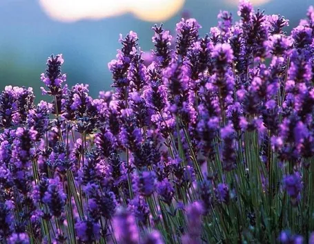 Lavanda. Pianta aromatica.