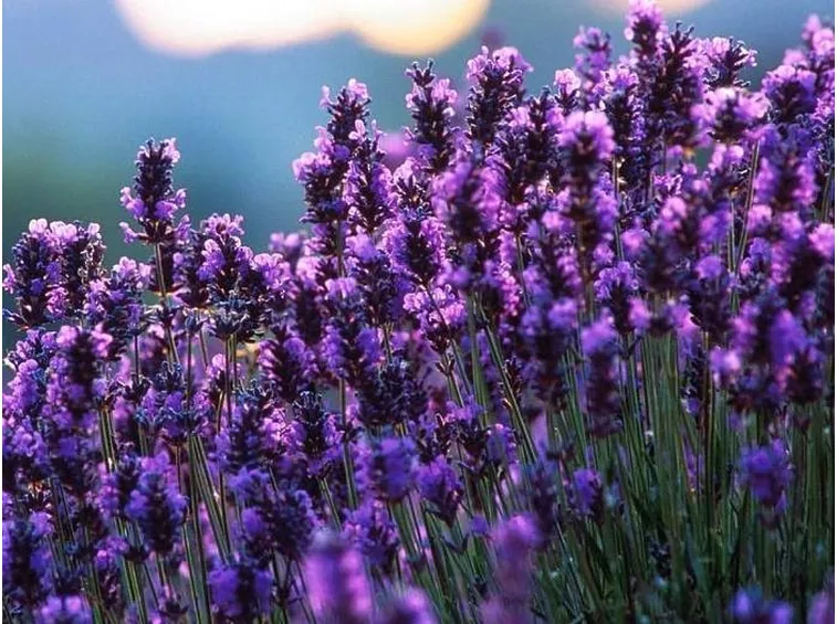 Lavanda. Pianta aromatica.