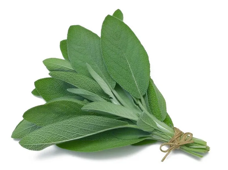 Salvia. Altra pianta aromatica