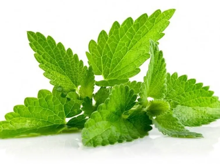 Foglie di menta.
