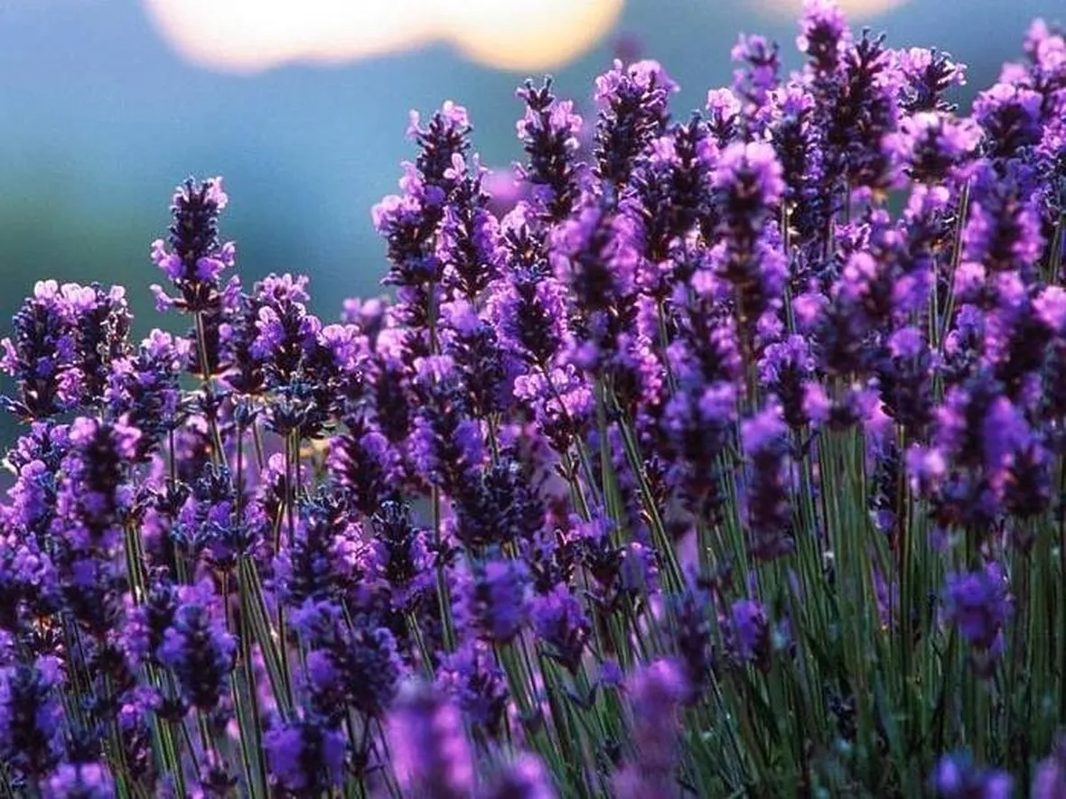 Lavanda. Pianta aromatica.