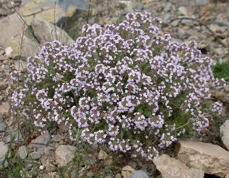 Cespuglio piperna
