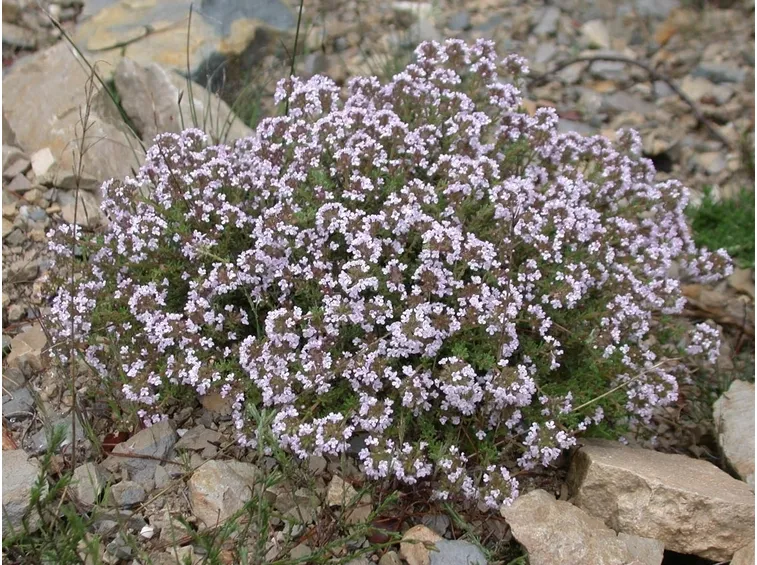 Cespuglio piperna