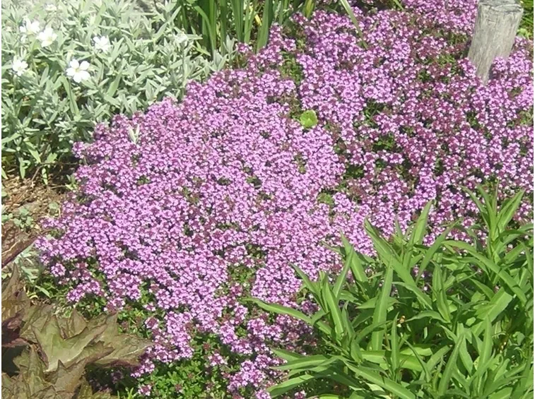 Piperna pianta fiorita