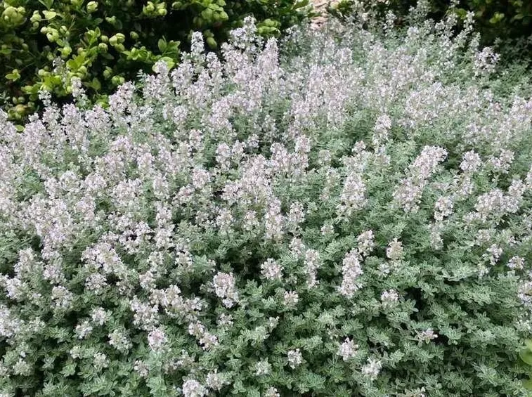 Varietà piperna