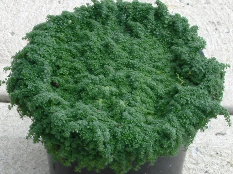 Pianta aromatica foglie