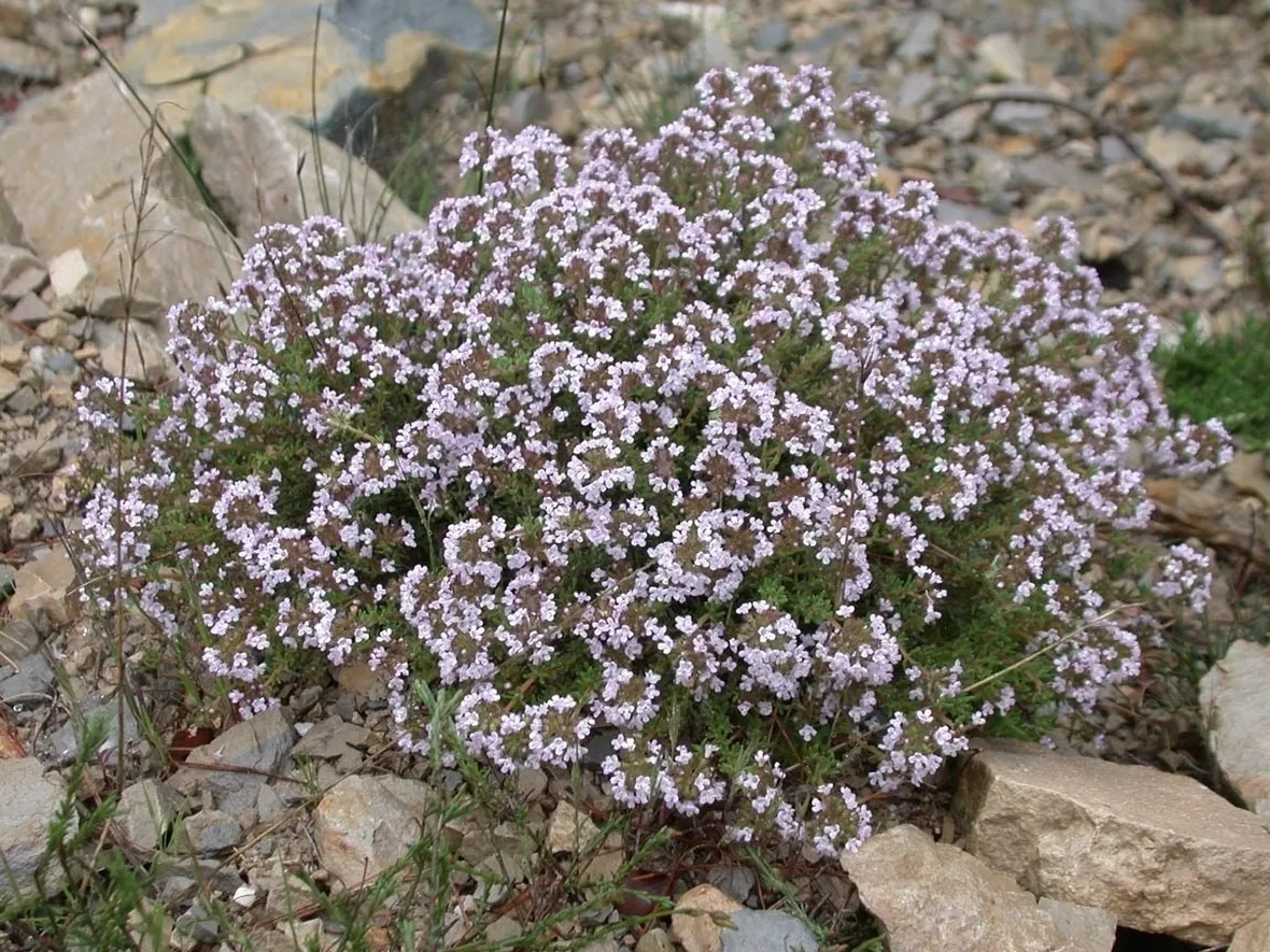 Cespuglio piperna