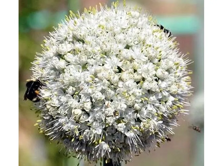 Fotografia di un fiore d'aglio