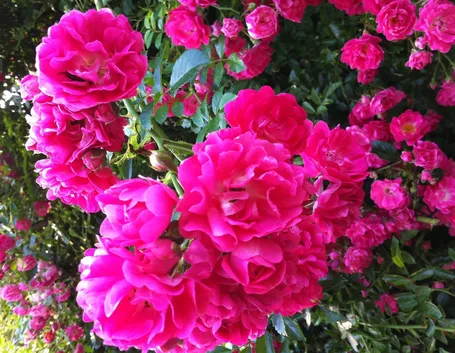 Esemplare di Rosa Rampicante Rambler