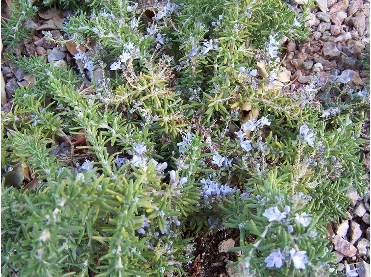 Aiuola di rosmarino
