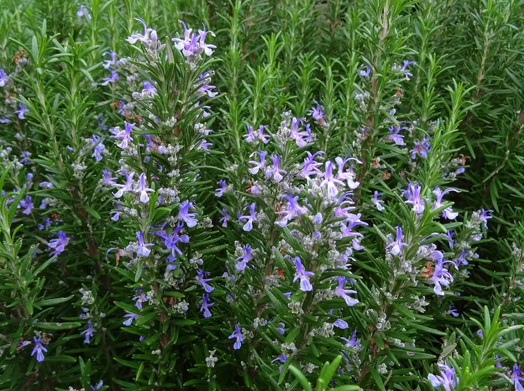 Rosmarino in fiore