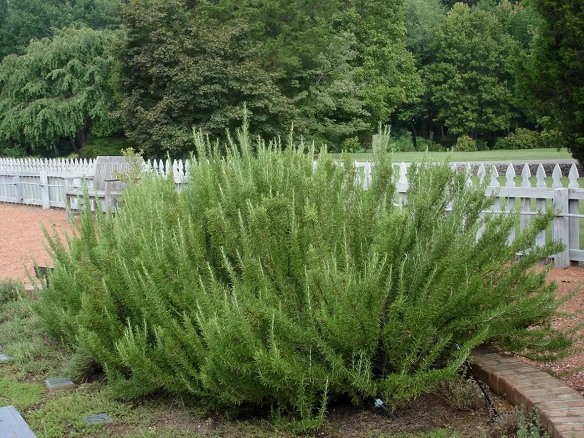 Pianta rigogliosa di rosmarino