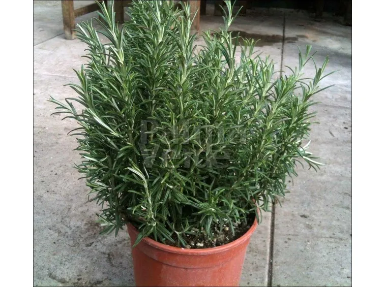 Rosmarino in vaso