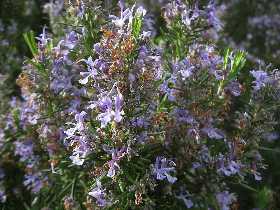 Pianta fiorita di rosmarino