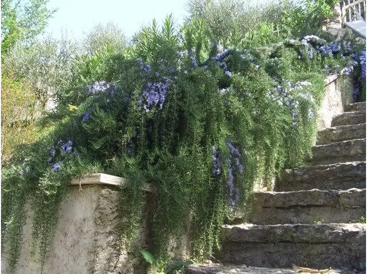 Rosmarino prostrato ad uso decorativo
