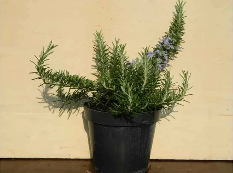 Piantina di rosmarino in vaso
