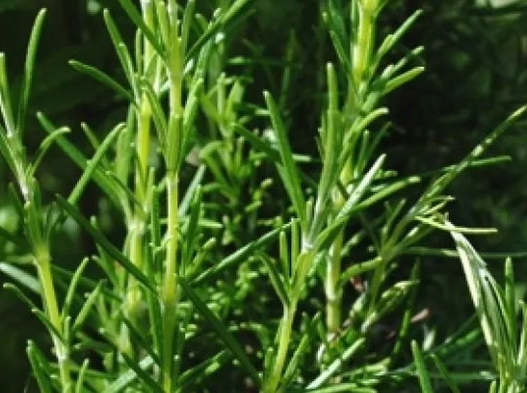 Benefici usi piante aromatiche