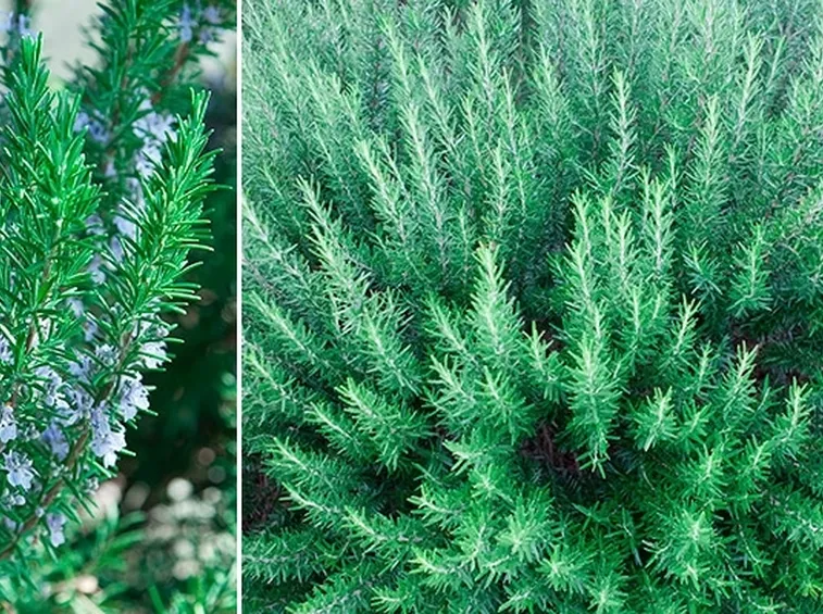 Piante officinali