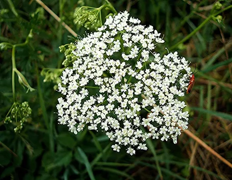 fiori pimpinella