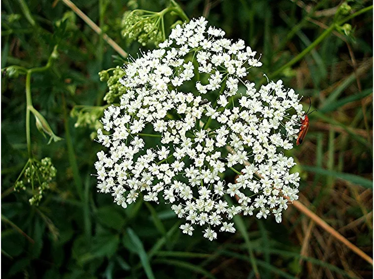 fiori pimpinella