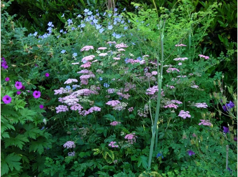 pimpinella rosea