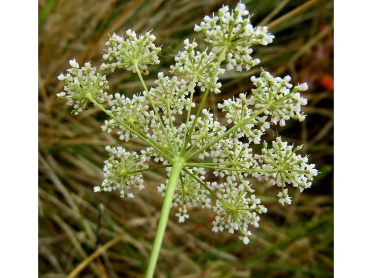 pimpinella