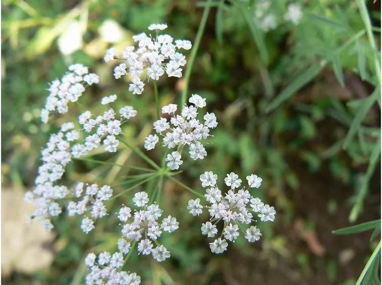 fiori pimpinella