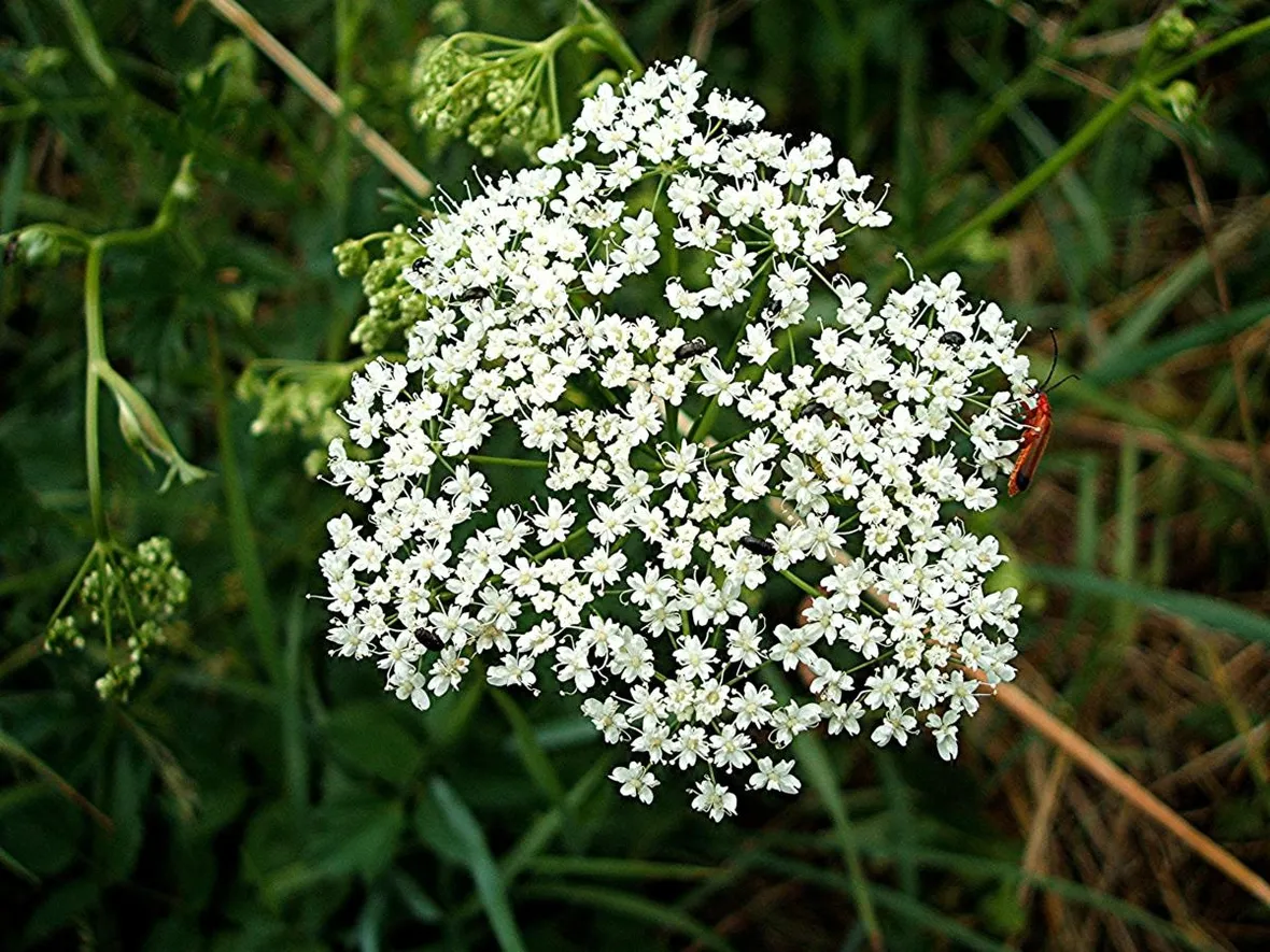 fiori pimpinella
