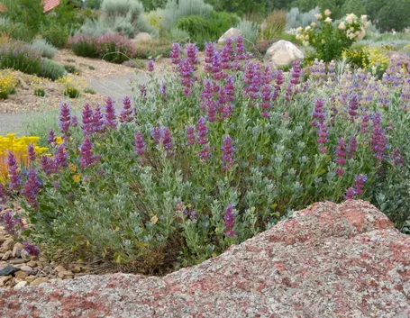 Salvia pianta