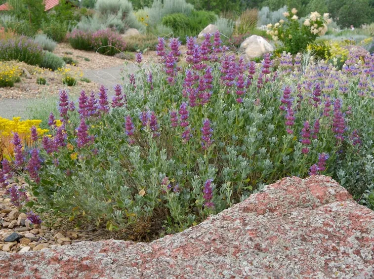 Salvia pianta