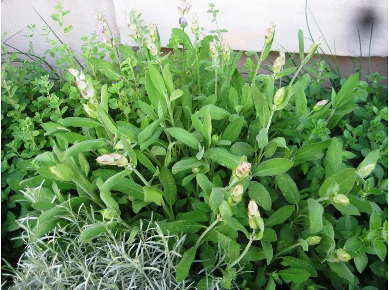 Salvia aromatica