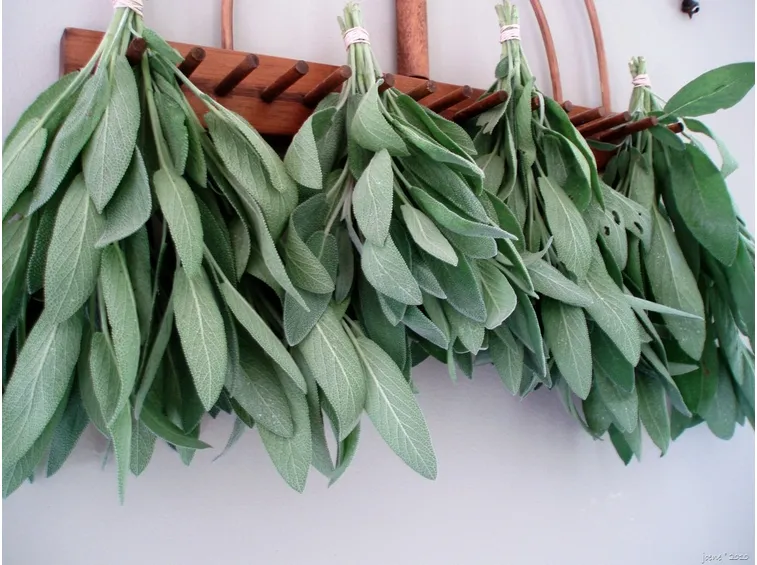 Salvia raccolta foglie