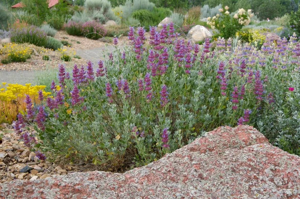 Salvia pianta