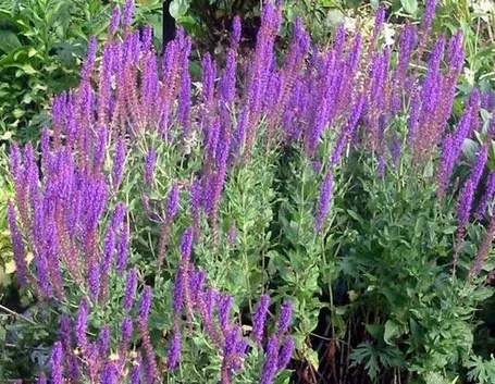 Salvia in fiore