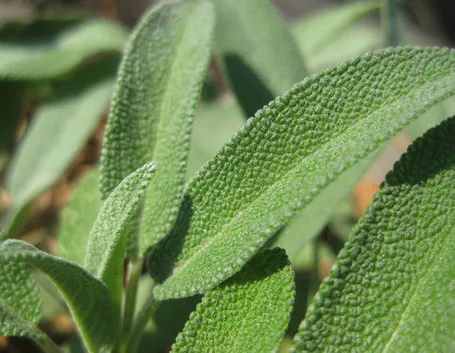 Foglie di salvia officinalis