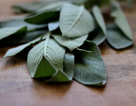 pianta di salvia