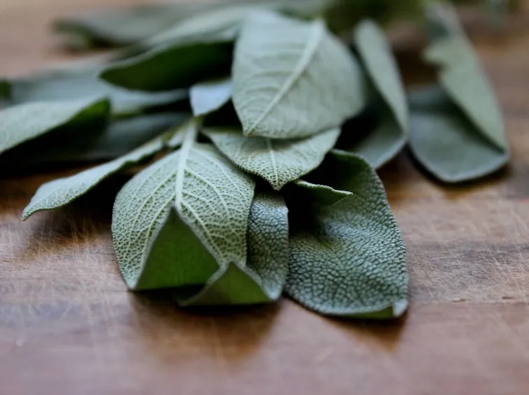 pianta di salvia
