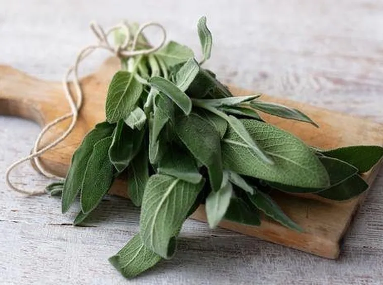 salvia