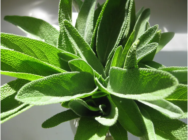 salvia raccolta