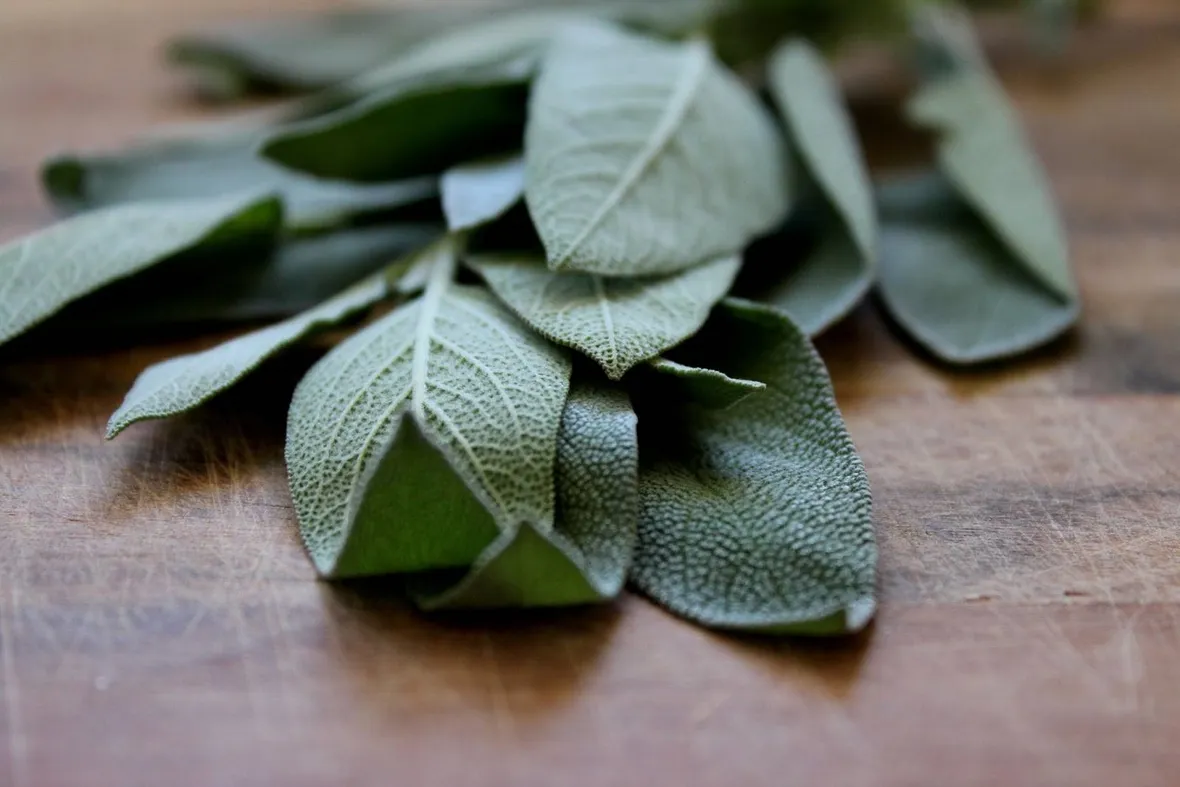 pianta di salvia