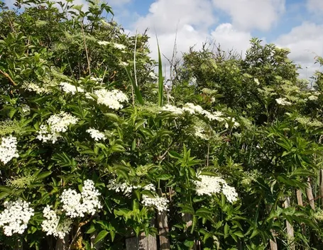 Fiori sambuco