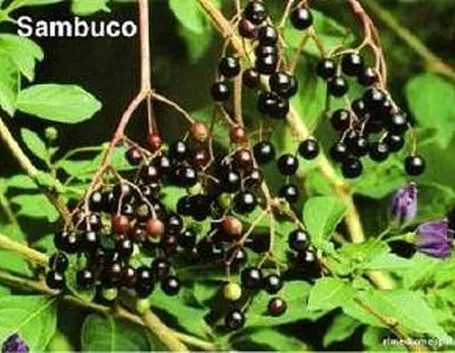 Il sambucus nigra
