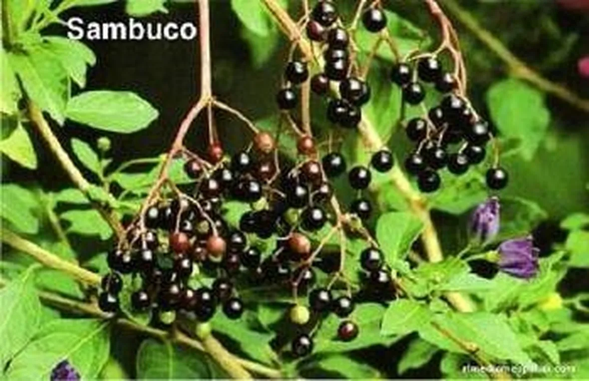 Il sambucus nigra