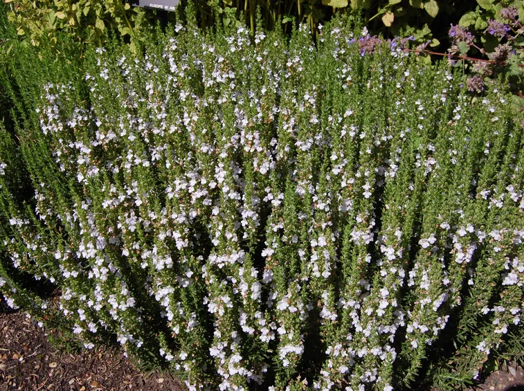 Erba aromatica