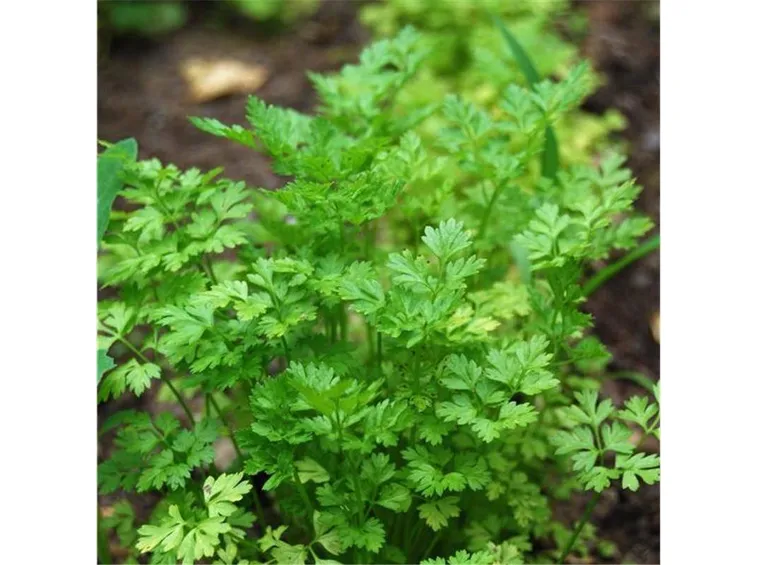 Pianta di coriandolo: foglie