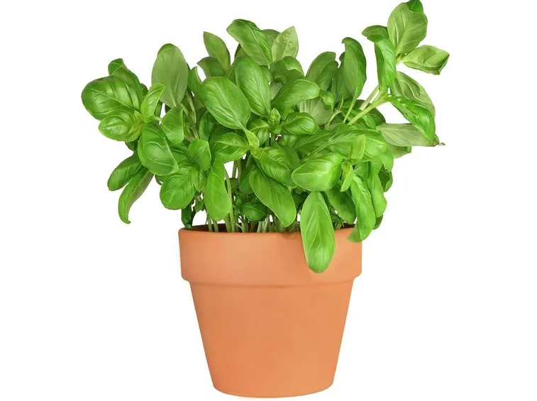 Pianta di basilico in vaso