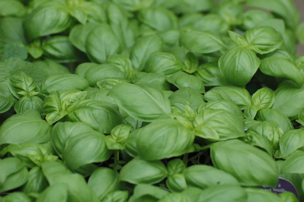 Distesa di foglie di basilico