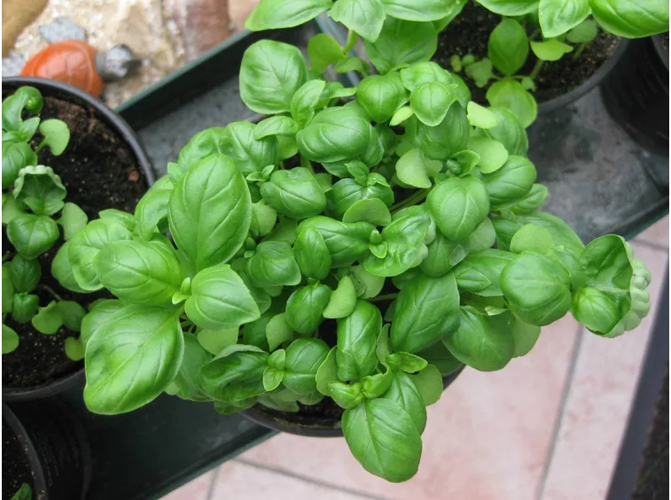Piantine di basilico