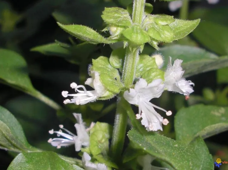 Fiori di basilico