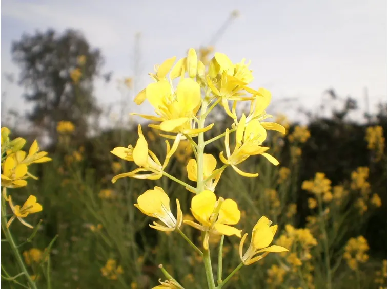 Fioritura senape indiana